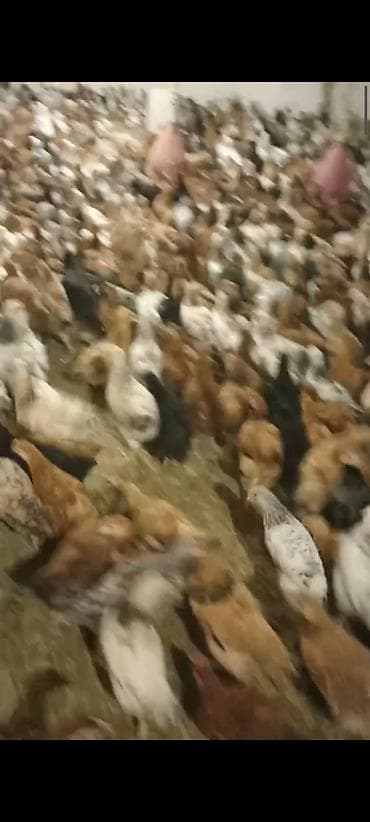 toyuğu: Toyuq, Damazlıq — 3