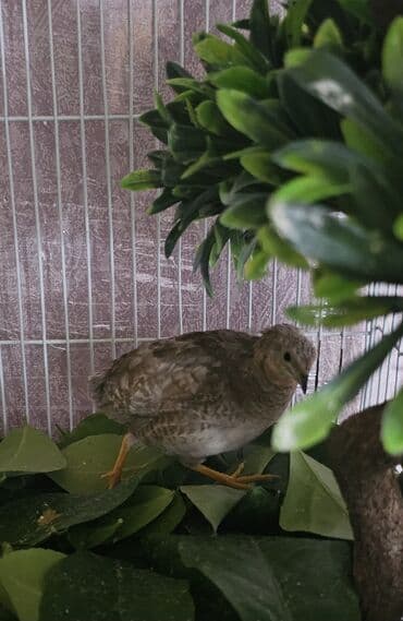 bildircin az: Çin bildirçini dişi di yumurtayan quşdu qiyməti 25 m endirim isdəməyin — 1