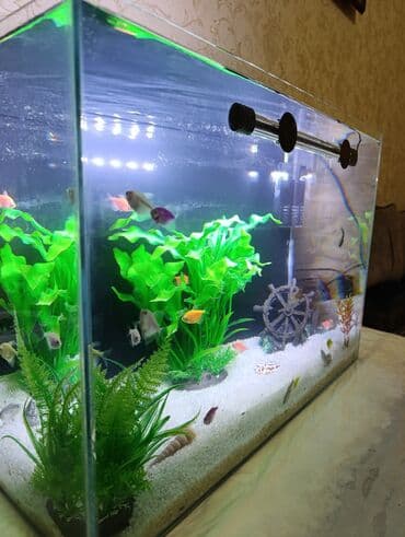 аквариум без рыб: İstifadə olunub cəmi 1 ay. Böyük akvarium aldığım üçün bu akvarium — 5