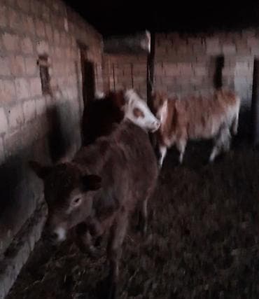 Satlıq buzovlar - Növ: Dana/buzov (iri buynuzlu heyvan) - Say lalafo.az -da Satlıq buzovlar - Növ: Dana/buzov (iri buynuzlu heyvan) - Say