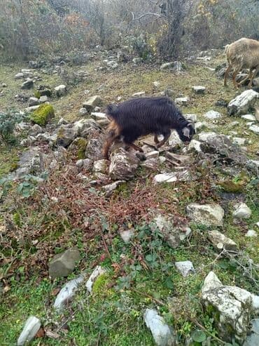 keçə: Qara tüklü, qıvrım yunu olan buzuqbuynuz yerli keçi - Rəng: qara — 4