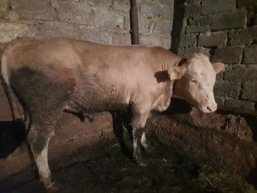 heyvan bazari inekler: Super kok dana — 3