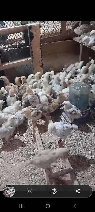 ALLAH Hərkəsin 2 manat 50 qəpiy Malına Mulkunə Bərəkət Versin 20