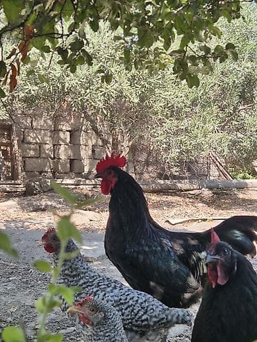 продажа индюшат: Курица Тушка, В розницу, Самовывоз — 1