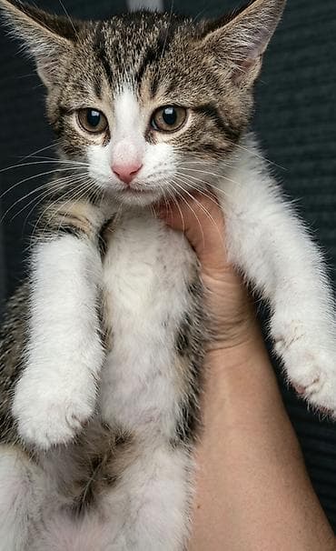 pişik 1 azn: Erkək, Yaxşı əllərə — 6