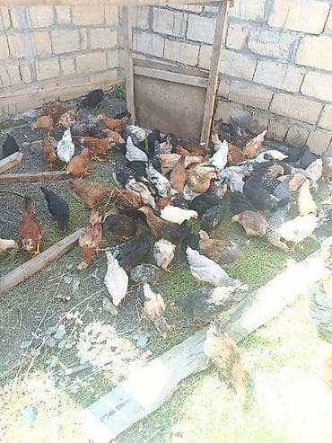 xoruz satişi: Toyuq cücələri, Ətlik — 3