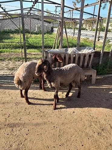Qurbanlığ və ya damazlığ qoclardı 1 il 7aylığdı ünvan Binə qəsəbəsində