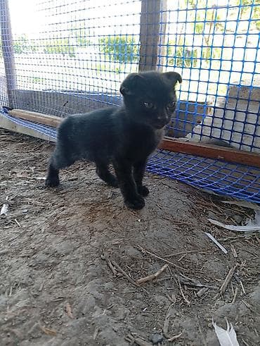 qara pitbull: Dişi, Yaxşı əllərə — 1