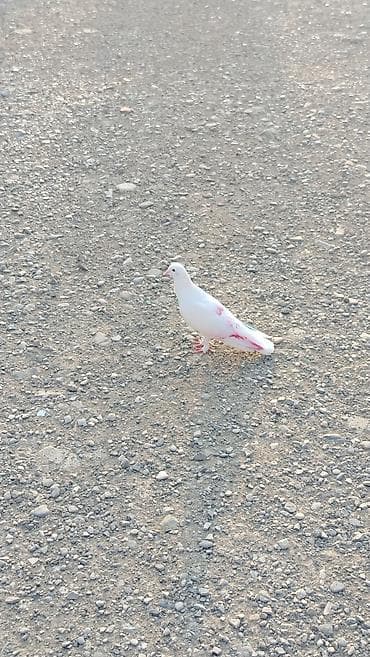 Salam bu heyvanda tutuldu 2 terefi rengli ag dolag erkeydi 15 bal lalafo.az -da Salam bu heyvanda tutuldu 2 terefi rengli ag dolag erkeydi 15 bal