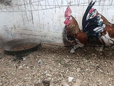 Salam yaponka fərəsi ilə barter olunur baxır təklifə — 2