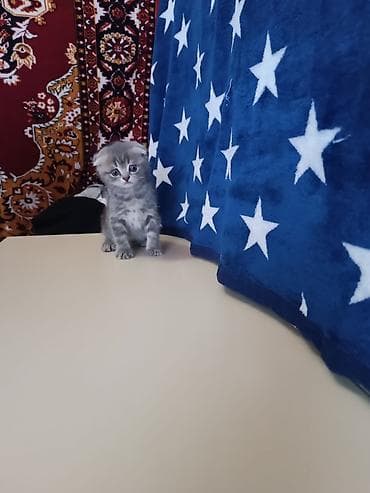 Şotland yastı qulaq