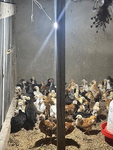 dişi pitbul: Toyuq cücələri, Damazlıq, Ünvandan götürmə, Ödənişli çatdırılma — 1