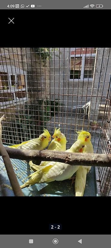 Balalar hazir cutter