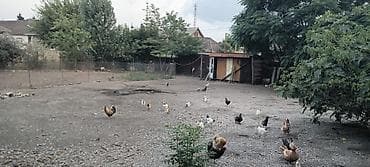 bakida torpaq almaq: 3 sot, Tikinti, Barter mümkündür, Kupça (Çıxarış) — 4