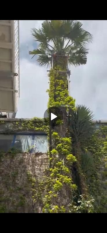 agac gulleri: Palma - Washingtonia robusta 10-12 metr hüdürlüyündə, gövdəsi 40-60 sm — 1
