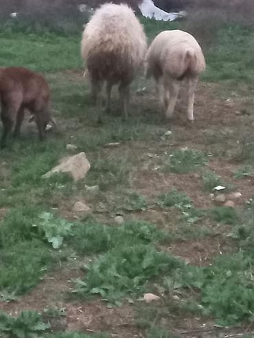 diri qoyun satisi: Salam heyavanlar satılır 3dənə balalı 1dənə tək 2si birinci qarın 2si — 7