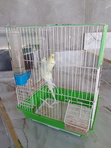 tutuquş: Erkek diwi qefesle birge 33 azn — 2