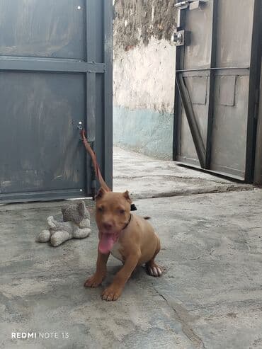 itler xaski: Pitbul, 6 ay, Erkek, Peyvəndli — 5