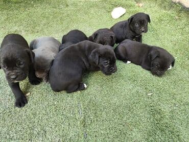 кане корсо цена: 1 ay, Peyvəndli, Ünvandan götürmə, Pulsuz çatdırılma, Ödənişli çatdırılma — 15