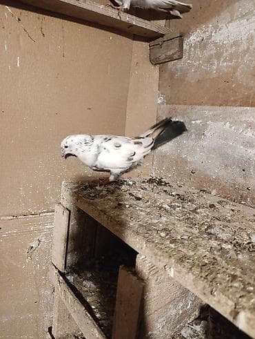 qus sesleri: Tutulma quşdu quş göz qabaqinda sağlam quşdu tuley kesiy tutmusam — 2