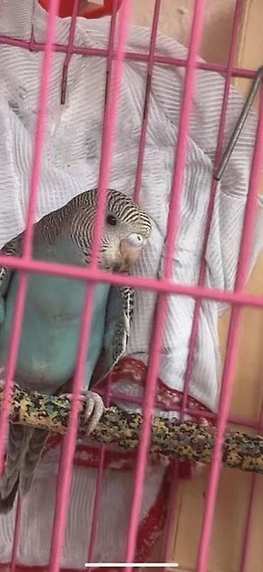 bala tutuquşu: 5 ədəd bala papuqay biri 10 azn öz quşlarımın balasıdı hamsını alan — 7