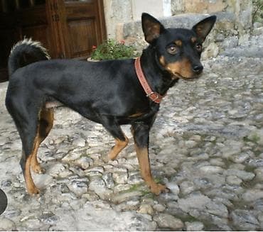 Miniatür pinçer, 1 il, Dişi