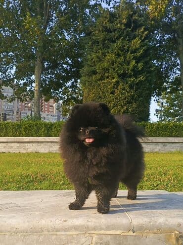 tüklü itlər: Şpitz, 3 il, Erkek, Cütləşmə üçün — 2