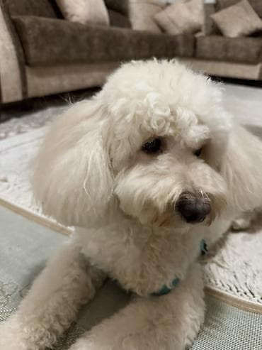 ev itiləri: Pudel — 2