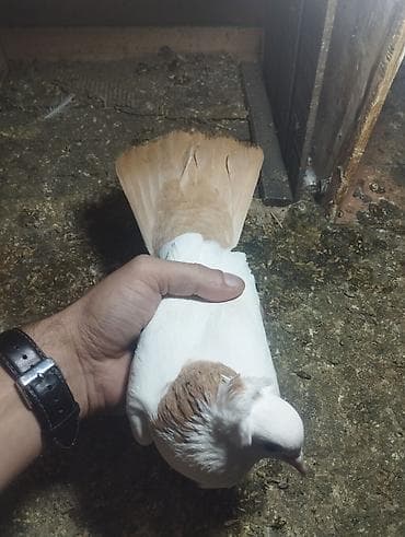 dəvə quşu satışı: Kekilli qırmızı boyun biri erkek biri maya. bir eded sari boyun kekili — 5