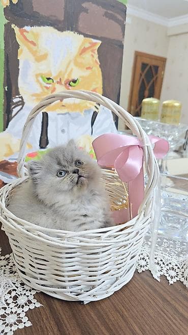 iri buynuzlu heyvan: Boz tüklü balaca pişik balası - Cinsə bənzər: uzun tüklü, yumşaq və — 7