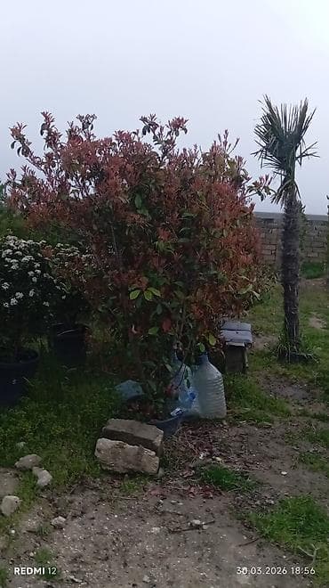 bəzək bitkilərinin adları: Satılır: Qutuda dekorativ və meyvə-ağacı tingləri, həmçinin bəzək — 7