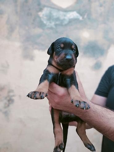 balaca heyvanlar: Doberman, Peyvəndli — 3