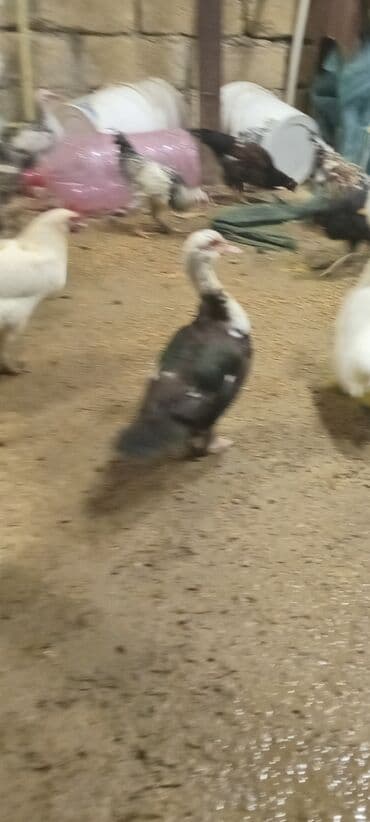 Toyuqlar: Damazliq 9 ayliq - Şəkillərdəki muskoviy ördəyi. Qanad və bədən rəngi — 1