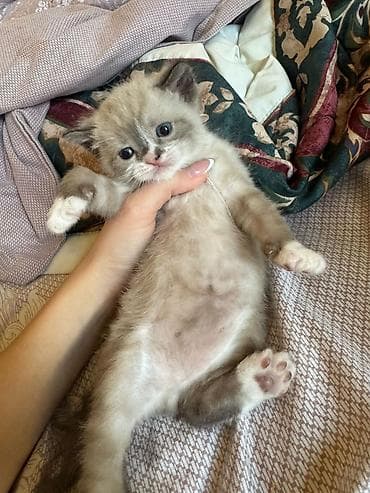 pişik tap az: Erkək, Yaxşı əllərə — 1