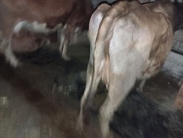 ag xaski: Salam aleykum 3 bash inəy yanlarında dishi balaları .qırmızı inəyin — 9