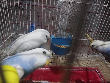 hunduşqa satışı: Rainbov rənglərində tutuquşu balaları satılır 2 sidə 2aylıqdır biri — 4