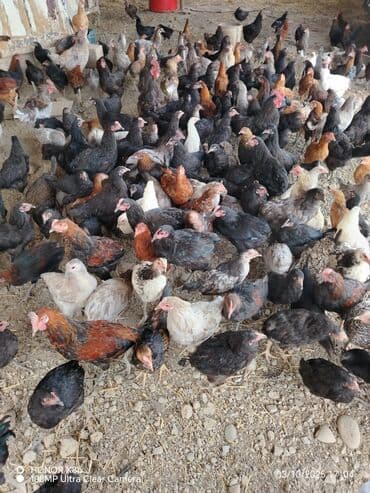 heyvan bazari inekler: Курица, Для разведения — 1