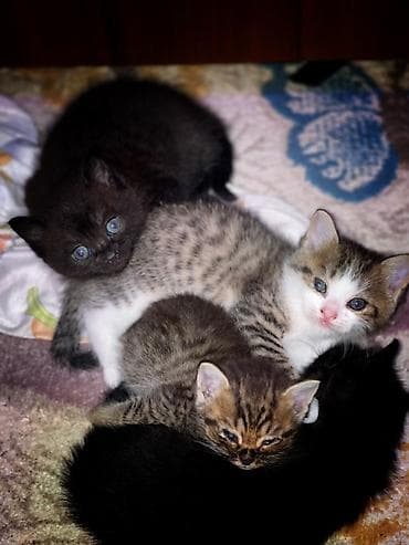 Heyvanlar üçün mallar: Yaxşı əllərə, Ünvandan götürmə — 4