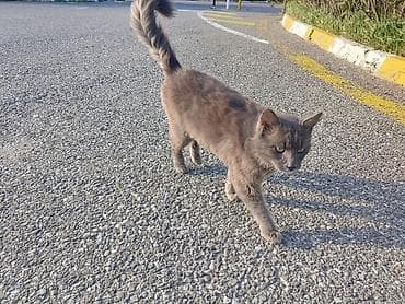 munchkin pişik: Boz tüklü pişik - Rəng: bərk boz (tüstü rəngi), bədən boyunca vahid — 2