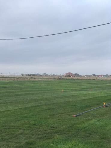 qazon sifarişi: Rulon qazon – peşəkar şəkildə becərilmiş, sıx və vahid yaşıl örtük — 3