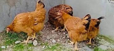 cins atlar: Toyuq, Ətlik, Pulsuz çatdırılma — 5