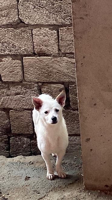 balaca cins itler: Zvonok, 1 il, Dişi, Ödənişli çatdırılma — 2