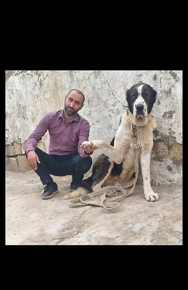 ari ailesi satisi: Alabay, 4 il, Erkek, Cütləşmə üçün, Rayonlara çatdırılma — 4