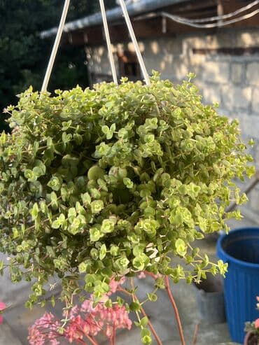 yumru xalça: Xalça — 11