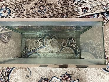 Quşlar: Şüşə akvarium – dekorativ arxa fonla - Material: qalın şüşə — 3