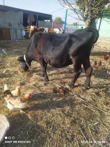 cins ineklerin satisi 2018: Erkək, il: 1, 168 kq, Ətlik, Ünvandan götürmə — 6