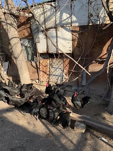 Pişiklər: Toyuq, Australorp, Damazlıq, Ünvandan götürmə — 4