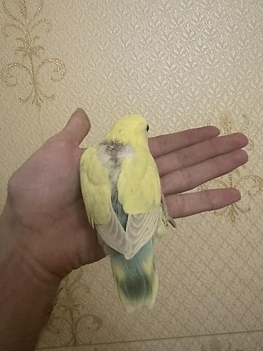 qus sesi: Salam 1 aylığ balalardı.Hamsı tam sağlamdır.Ələ öyrəşdirmək olar — 9