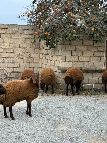 сколько стоят щенки: Самец, Qala, лет: 1, 65 кг, Для разведения, Самовывоз — 7