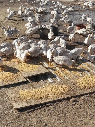 ördəkləri: Məhsul: Ağ ördəklər (təsərrüfatdan) Təsvir: - Açıq həyətyanı sahədə — 3